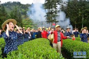 武夷山：生态茶园 祭茶喊山